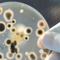 Understanding the Dangers of Mold and Bacteria in Construction Safety and Consulting